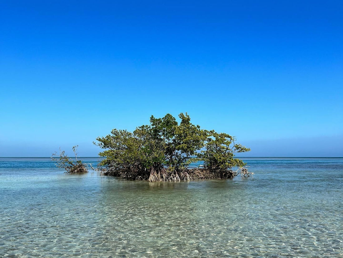 Explore Biscayne National Park’s Marine Beauty
