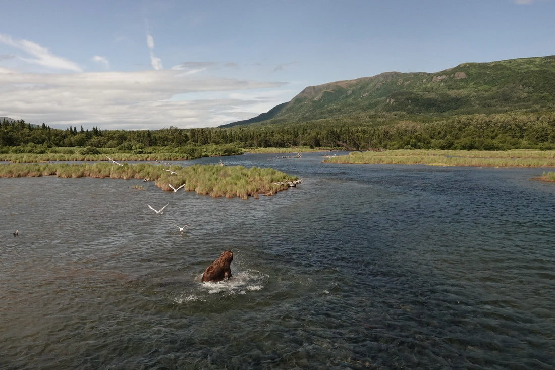 Explore Katmai National Park's Bears and Wilderness