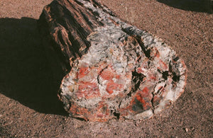 The Geographical Wonder: Petrified Forest National Park