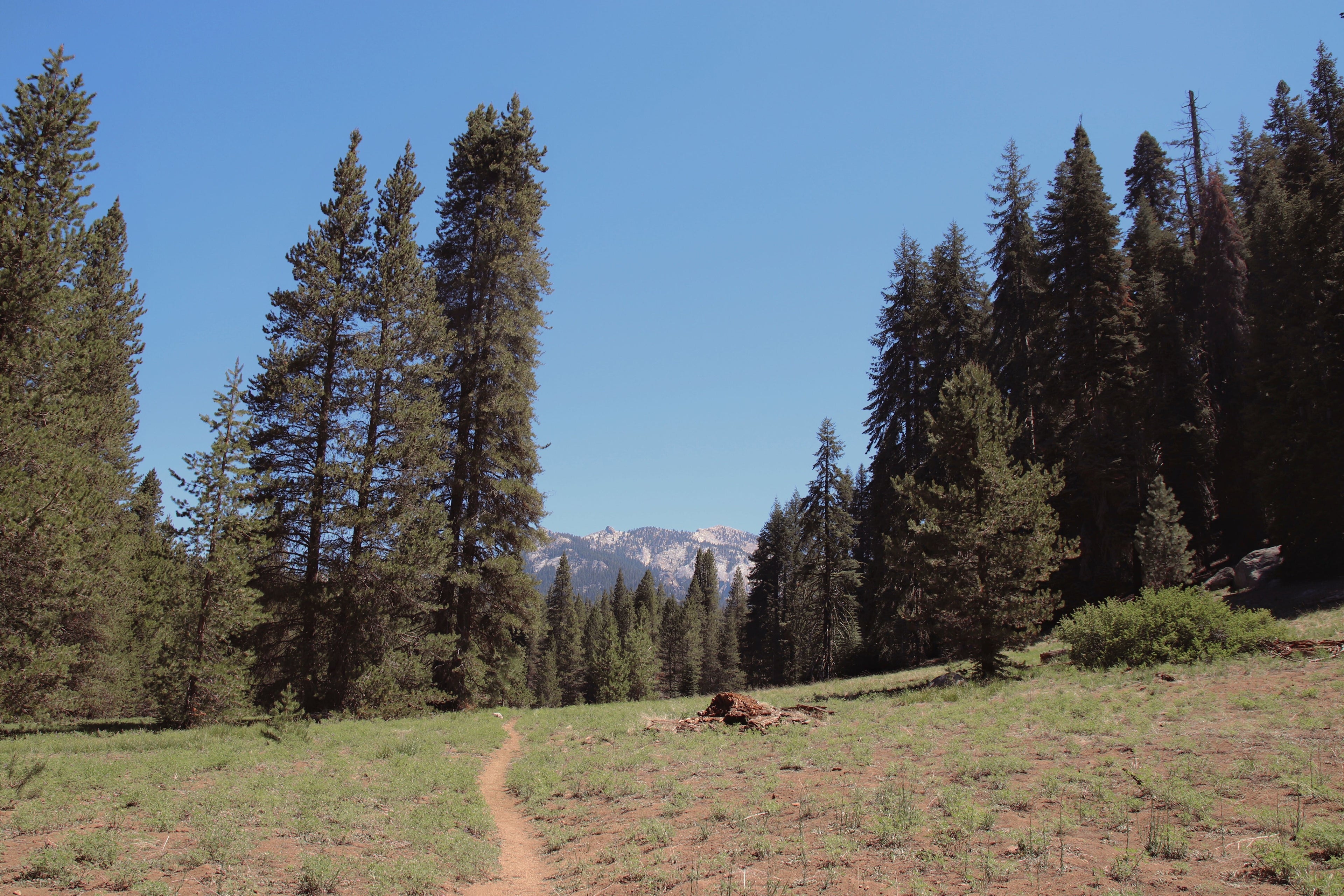 Sequoia National Park: Giants, History & Conservation