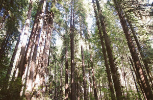 Walking Amongst The Tallest Trees In The World in The Redwood National Park