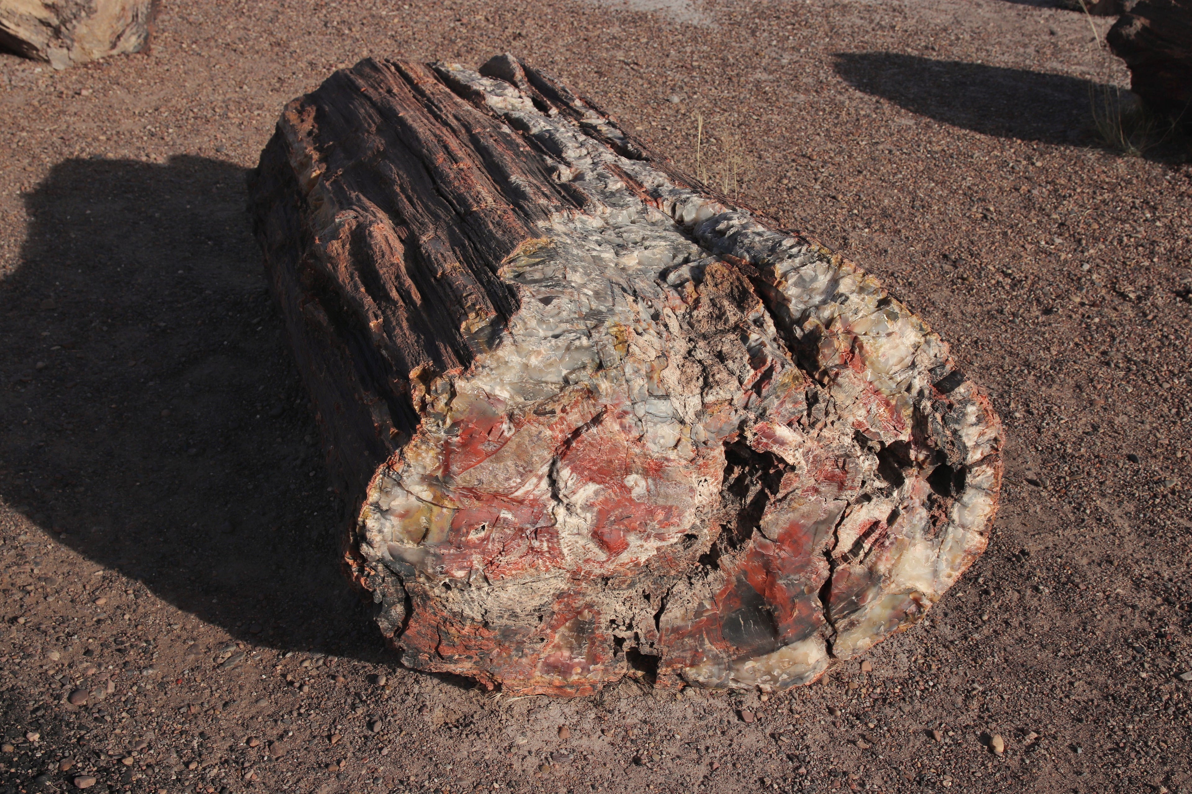 Petrified Forest National Park: Color, Fossils & History