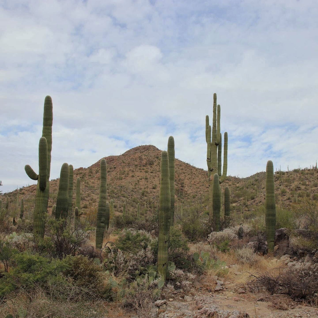 Saguaro National Park Guide: Cactus, Trails & Wildlife