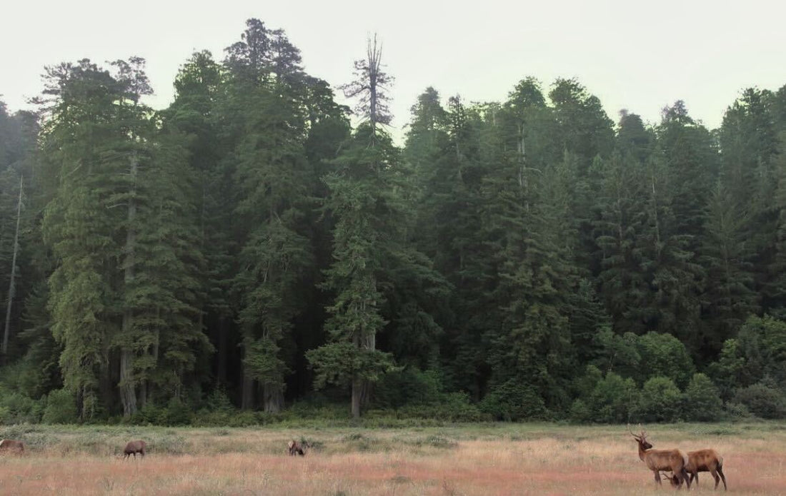 Redwood National Park: Ancient Giants & Conservation