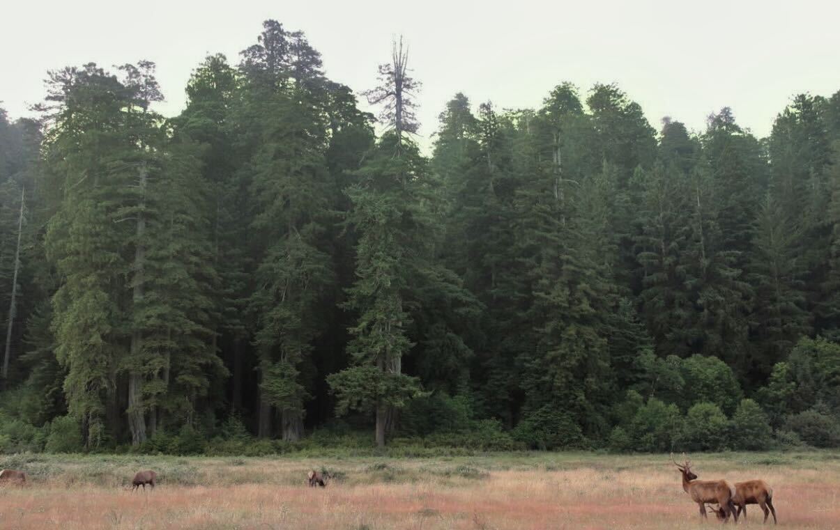 Redwood National Park: Ancient Giants & Conservation