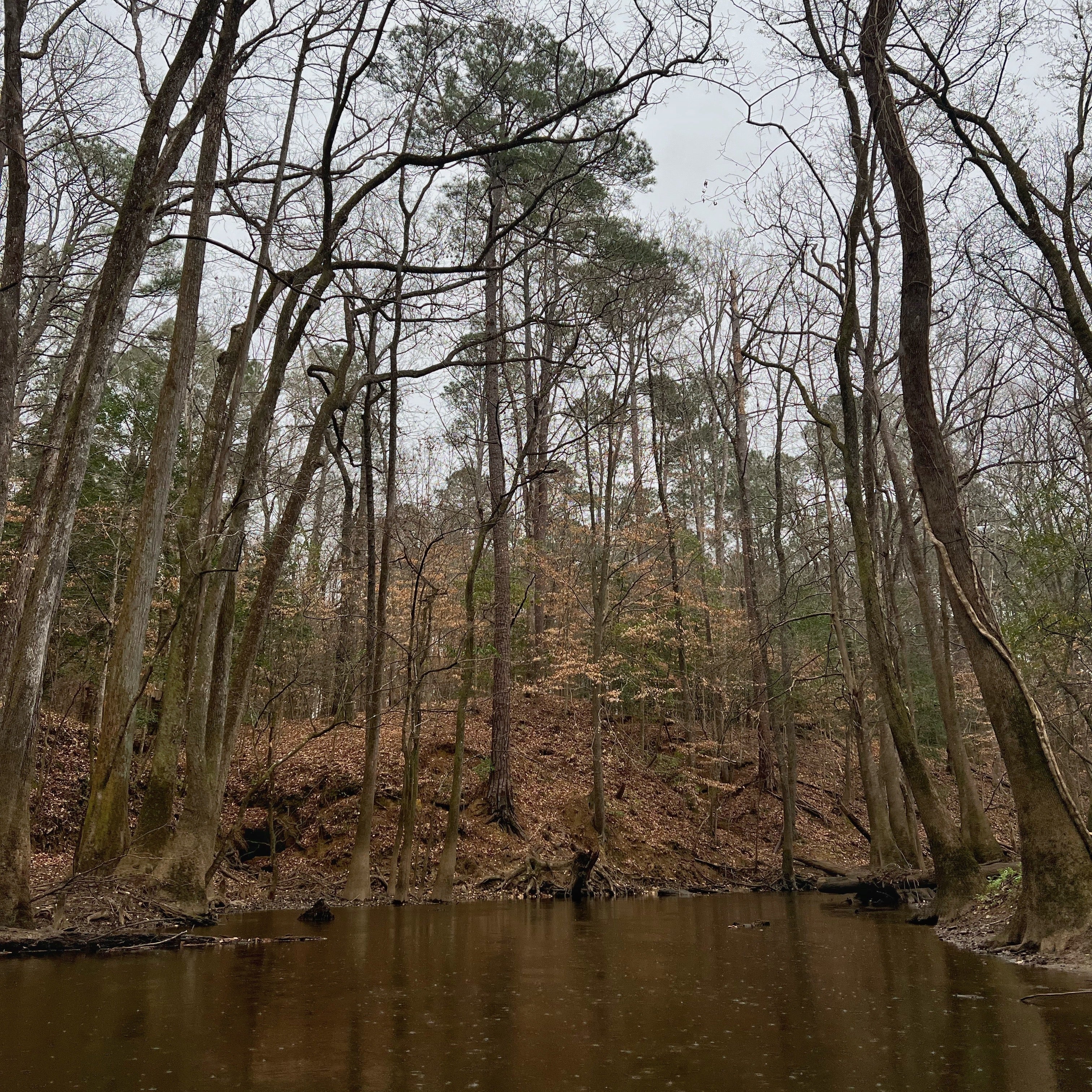 Explore Congaree National Park’s Old Growth Beauty