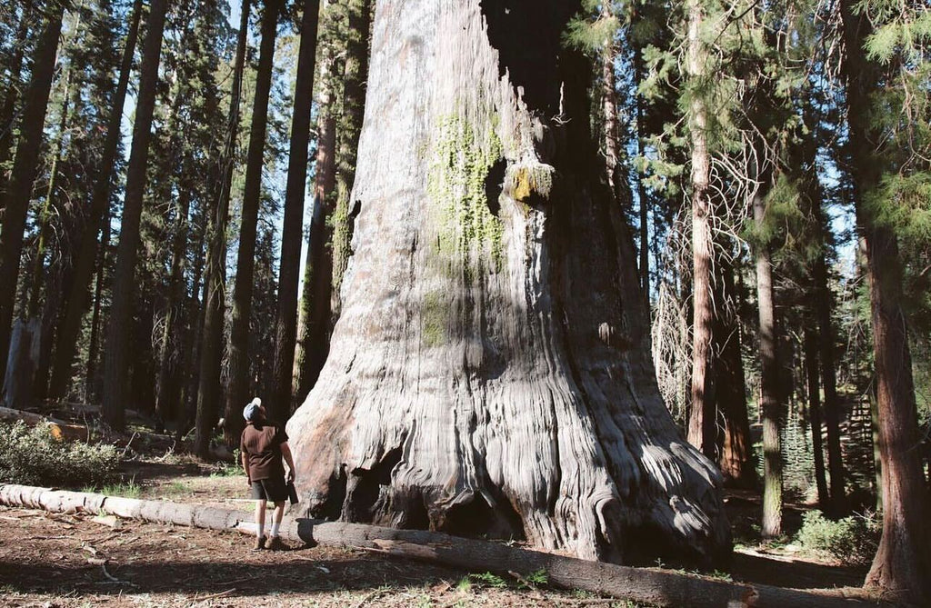 Walk Amongst The Largest Trees in the World: Sequoia National Park