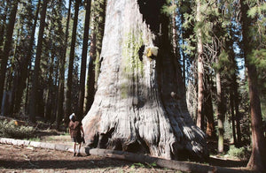 Walk Amongst The Largest Trees in the World: Sequoia National Park